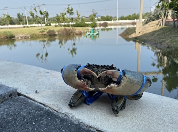 Research Institute of Lower Central
Provinces 