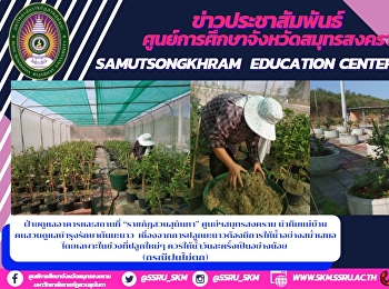 ฝ่ายดูแลอาคารและสถานที่
“ราชภัฏสวนสุนันทา” ศูนย์ฯสมุทรสงคราม
นำทีมแม่บ้านคนสวนดูแลบำรุงรักษาต้นมะนาว
เนื่องจากการปลูกมะนาวต้องมีการให้น้ำอย่างสม่ำเสมอ
โดยเฉพาะในช่วงที่ปลูกใหม่ๆ
ควรให้น้ำวันละครั้งเป็นอย่างน้อย
(กรณีฝนไม่ตก)