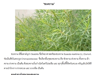 สรรพคุณของชะคราม พืชเศรษฐกิจสมุทรสงคราม
