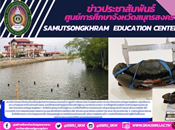 สถาบันวิจัยและพัฒนาท้องถิ่นกลุ่มจังหวัดภาคกลางตอนล่าง
ศูนย์การศึกษาจังหวัดสมุทรสงคราม
มหาวิทยาลัยราชภัฏสวนสุนันทา
มุ่งเน้นการตรวจวัดคุณภาพน้ำอย่างสม่ำเสมอ
ภายในแหล่งเรียนรู้การเลี้ยงสัตว์ปูทะเล
และปลากะพงขาว
ภายในศูนย์การศึกษาจังหวัดสมุทรสงคราม
มหาวิทยา