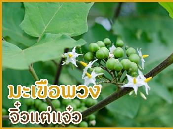 มะเขือพวง จิ๋วแต่แจ๋ว