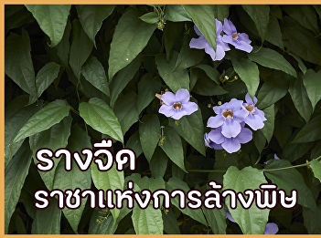 รางจืด ราชาแห่งการล้างพิษ