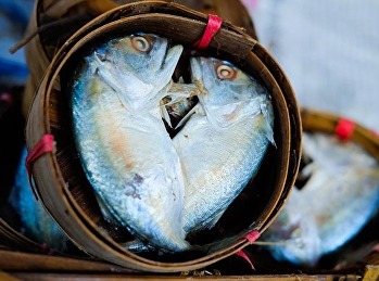 ปลาทู ประโยชน์มากมาย ช่วยลดไขมันร้าย
ลดความเสี่ยงโรคหัวใจก็ได้ด้วย