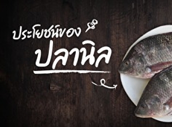 ประโยชน์ของปลานิล อาหารโปรตีนสูง
ถูกและดีจากในหลวง ร.9