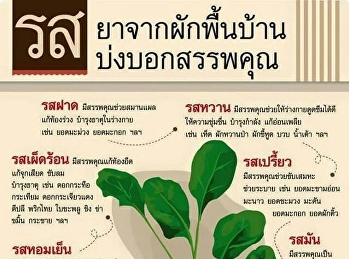 ยาจากผักพื้นบ้าน บ่งบอกสรรพคุณ