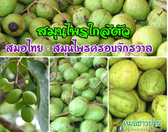 สมอไทย : สุมนไพรครอบจักรวาล