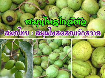 สมอไทย : สุมนไพรครอบจักรวาล