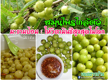 มะขามป้อม : ให้วิตามินซีสูงสุดในโลก