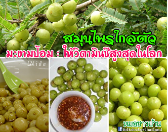 มะขามป้อม : ให้วิตามินซีสูงสุดในโลก