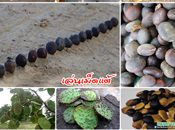 วิถีบ้านเรา : เล่นเม็ดแต้