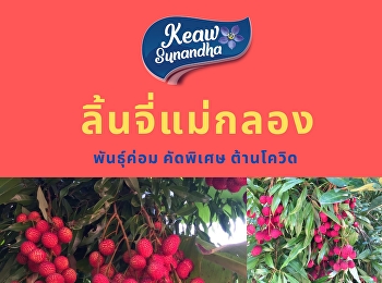 Mae Klong Mobile Provided according to
the request Mae Klong Phanom lychees
specially selected, delicious, sweet,
crispy, fresh, cut from the garden,
delivered directly to customers. At the
most shocking price against COVID per
kilogram, 190.- per kilogra
