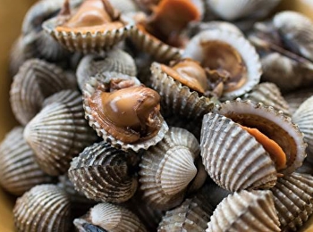 “หอยแครง” ประโยชน์บำรุงเลือด
สุขภาพดีถ้วนหน้า