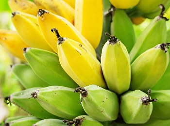 10 ประโยชน์ของกล้วยน้ำว้า
ช่วยรักษาได้สารพัดโรค ของดีใกล้ตัวคุณ!!