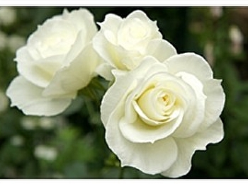 กุหลาบในความหมายเชิงสัญลักษณ์