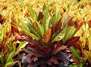 ต้นโกสน หนึ่งในไม้มงคลที่ควรปลูกที่บ้าน