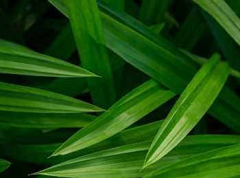 ประโยชน์ของใบเตย
พืชสมุนไพรที่ไม่ควรมองข้าม