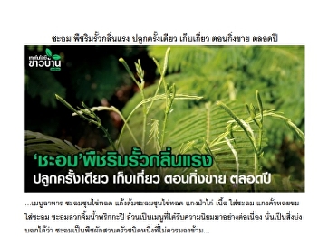 ชะอม พชืริมรั้วกลิ่นแรง ปลูกครั้งเดยีว
เกบ ็ เกยี่ ว ตอนกงิ่ ขาย ตลอดปี