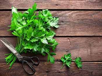 เรื่องของผักชี
แยกชนิดไม่ยากกินกับอะไรทำอะไรได้บ้าง
มาดูกัน