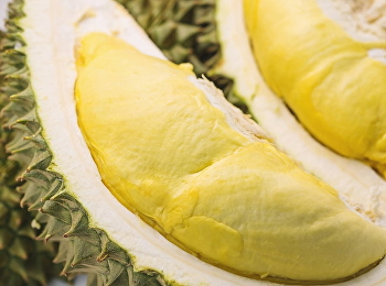 “ทุเรียน” กับความเชื่อผิดๆ ต่อสุขภาพ