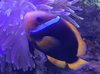 ปลาการ์ตูนมะเขือเทศแดงดำ