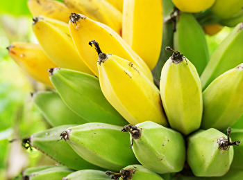 ประโยชน์ของ ต้นกล้วย
ไม้มงคลที่นิยมปลูกไว้ในบ้าน