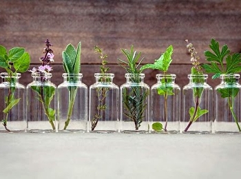 ประโยชน์ของสมุนไพรไทย