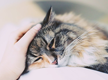 นักวิทย์ฯ พบหลักฐาน มนุษย์แพร่เชื้อ
“โควิด-19” ให้ “สัตว์เลี้ยง” ได้