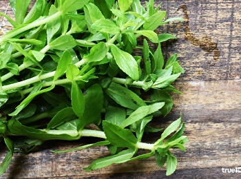 มนต์รักหนองผักกะแยง ! ผักกะแยง คืออะไร
ผักแขยง ผักขะแยง มีประโยชน์แค่ไหน