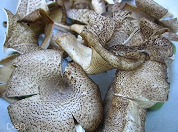 Air mushrooms, benefits and properties
of air mushrooms