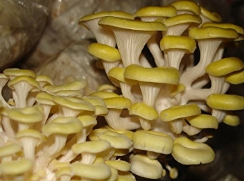 Golden oyster mushroom. Benefits and
properties of golden oyster mushroom.