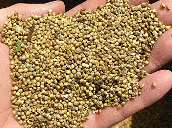 Millet, benefits and properties of
millet