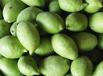 Water olives: benefits and properties of
water olives