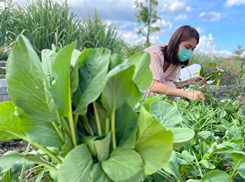 จากวิกฤตไวรัสโควิด-19 ครั้งนี้
ถือเป็นวิกฤตครั้งใหญ่ที่ลบทุกสถิติวิกฤตที่เคยเกิดขึ้นในอดีตที่ผ่านมา
  โดย ผู้ช่วยศาสตราจารย์ ดร.ภญ.พิมพร
ทองเมือง
ผู้อำนวยการศูนย์การศึกษาจังหวัดสมุทรสงคราม
 มหาวิทยาลัยราชภัฏสวนสุนันทา  ผุดไอเดีย
“โครงการปลูกพืชสวนครัว แล
