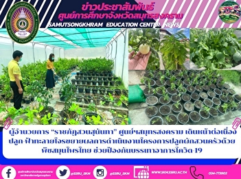 ผู้อำนวยการ “ราชภัฏสวนสุนันทา”
ศูนย์ฯสมุทรสงคราม เดินหน้าต่อเนื่อง
ปลูก-ฟ้าทะลายโจรขยายผลการดำเนินงานโครงการปลูกผักสวนครัวด้วยพืชสมุนไพรไทย
ช่วยป้องกันบรรเทาอาการโควิด-19