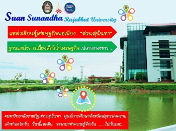 วันนี้แอดมิน
จะพามารู้จักแหล่งเรียนรู้เศรษฐกิจพอเพียง
“สวนสุนันทา”
โดยสถาบันวิจัยและพัฒนาท้องถิ่น
กลุ่มจังหวัดภาคกลางตอนล่าง
ศูนย์การศึกษาจังหวัดสมุทรสงคราม
มหาวิทยาลัยราชภัฏสวนสุนันทา ที่มีชื่อว่า
“ฐานแหล่งเรียนรู้การเลี้ยงสัตว์น้ำเศรษฐกิจปลากะพงขาว”