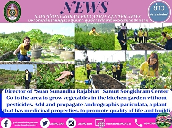 Director of “Suan Sunandha Rajabhat
University” Samut Songkhram Center to
Grow Vegetables in the Organic Garden
and Propagate Green Chiretta to Promote
Quality of Life and Building Food
Security within the Education Center