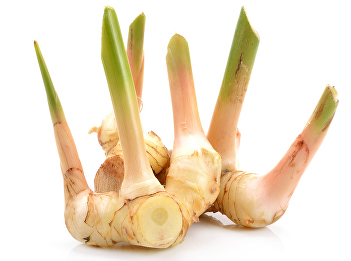 Galangal