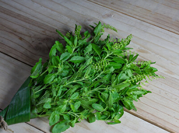 sweet basil