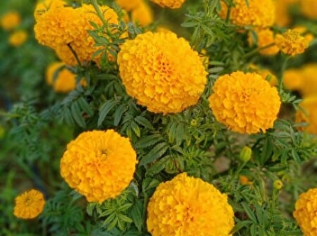 calendula