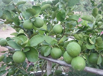 Lemon Tulaklao