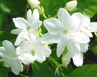 jasmine