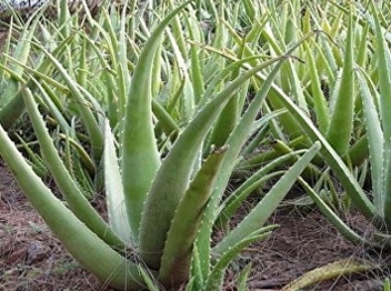 aloe vera