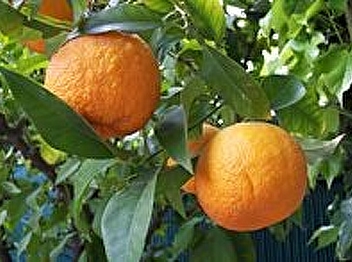 Fizzy orange