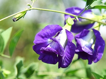 Butterfly pea
