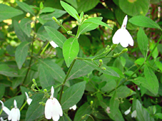 gold panchang