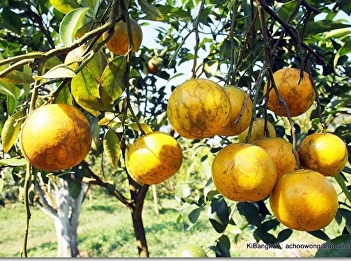 Citrus nobilis