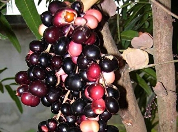 Lepisanthes fruticosa