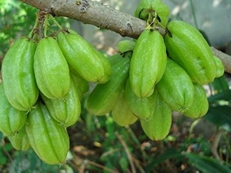 ตะลิงปิง