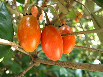 Sapodilla Sida