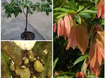 ต้นอัมพวา